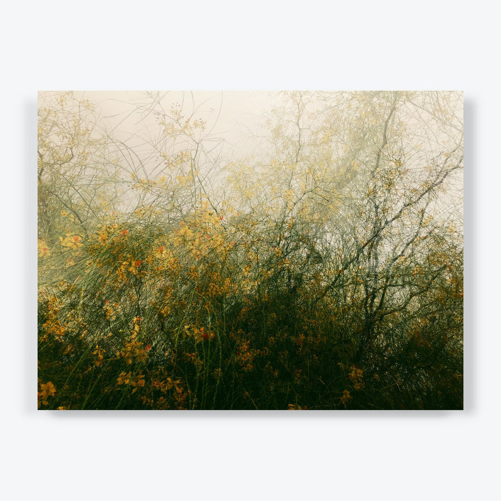 Misty autumn foliage creates a dreamy thicket of tangled branches.