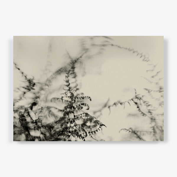 Vintage-inspired botanical photograph with soft-focus ferns and delicate leaves.