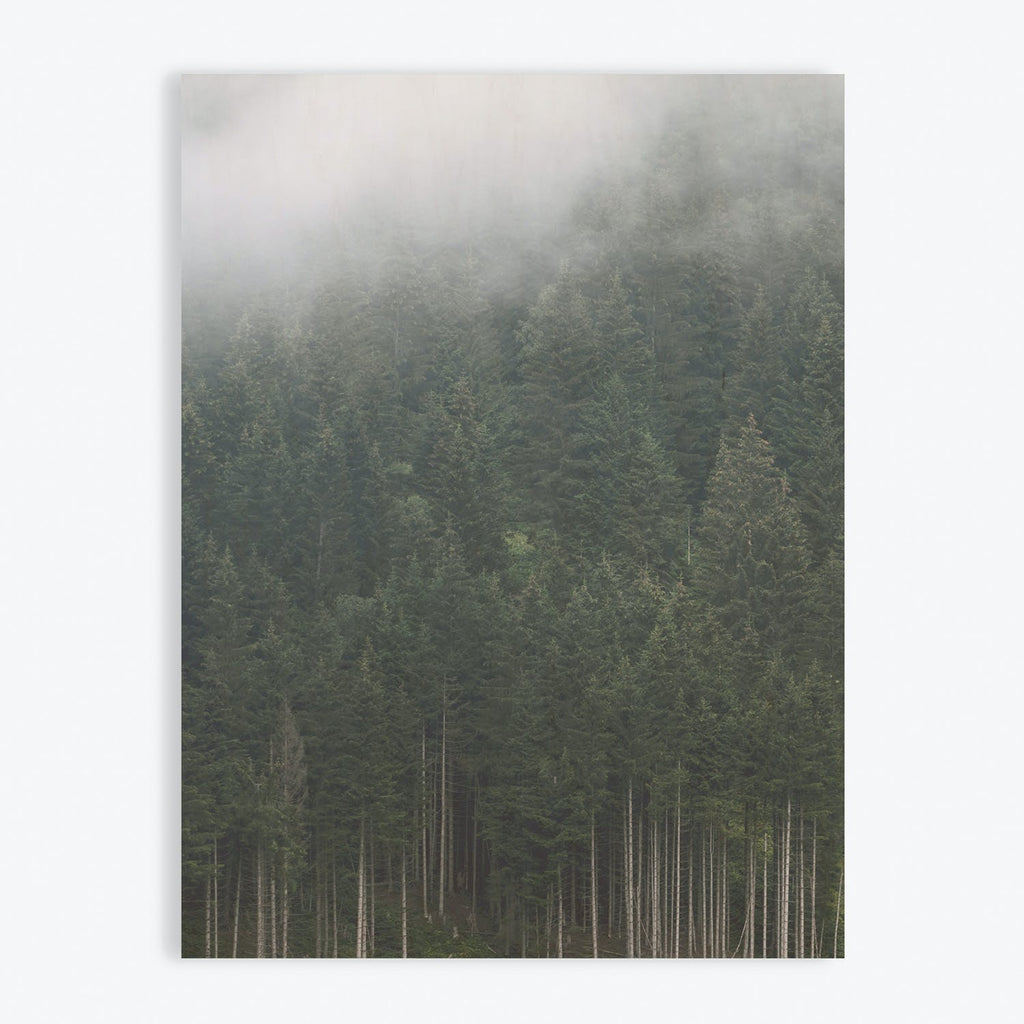 Misty coniferous forest creates an ethereal, moody atmosphere.