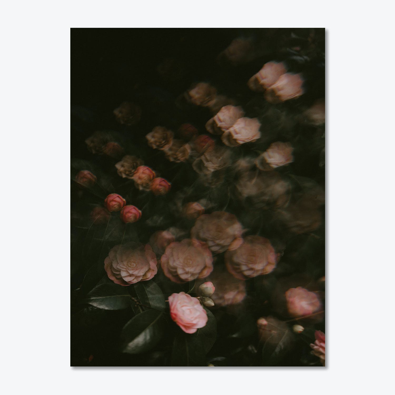 Dreamy and ethereal, blurred roses create a mesmerizing floral landscape.