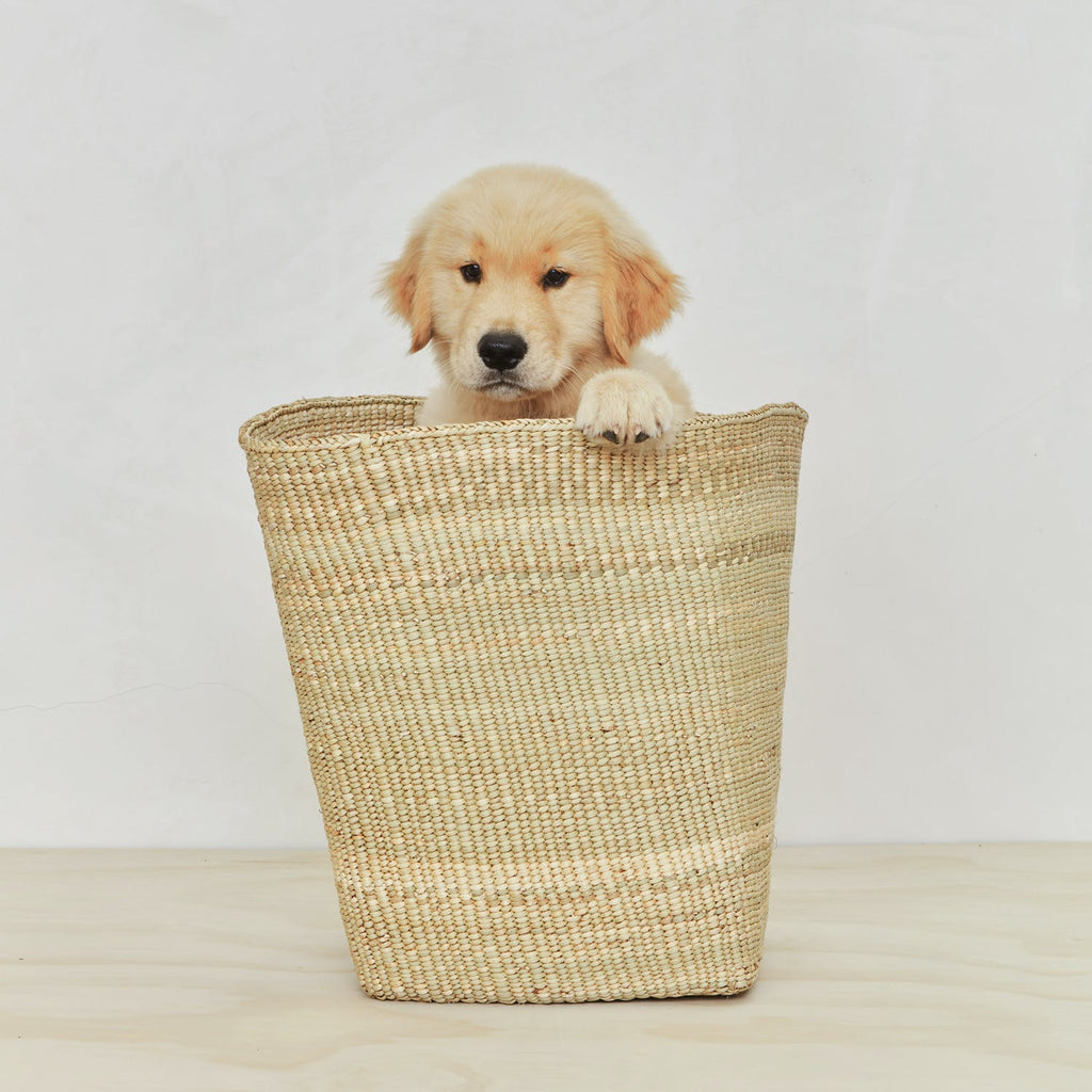 Serene golden retriever puppy rests in a cozy woven basket.