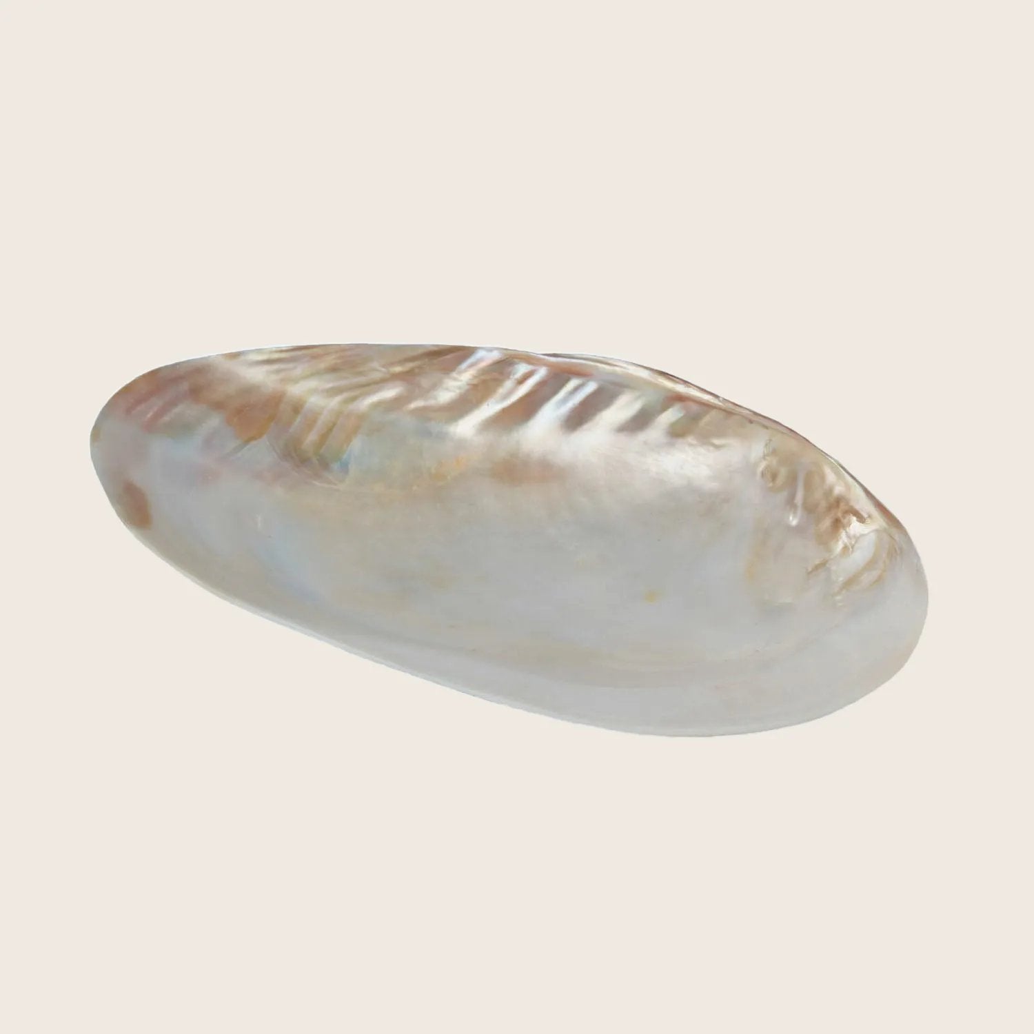 abc carpet Seashell Footed Dish