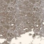 Talasi Axminster Carpet, Umber Default Title
