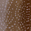 Antelope Ax Axminster Carpet, Caramel Default Title